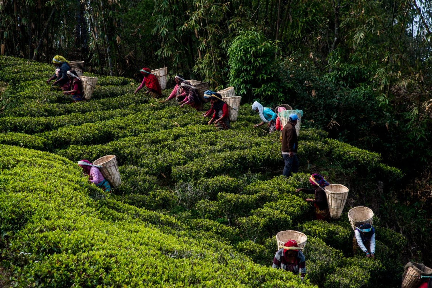 Teegarten Jun Chiyabari in Nepal an den Hängen des Himalayas