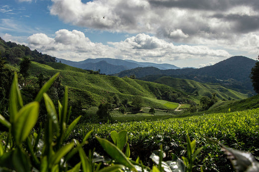 Teegarten Landschaft